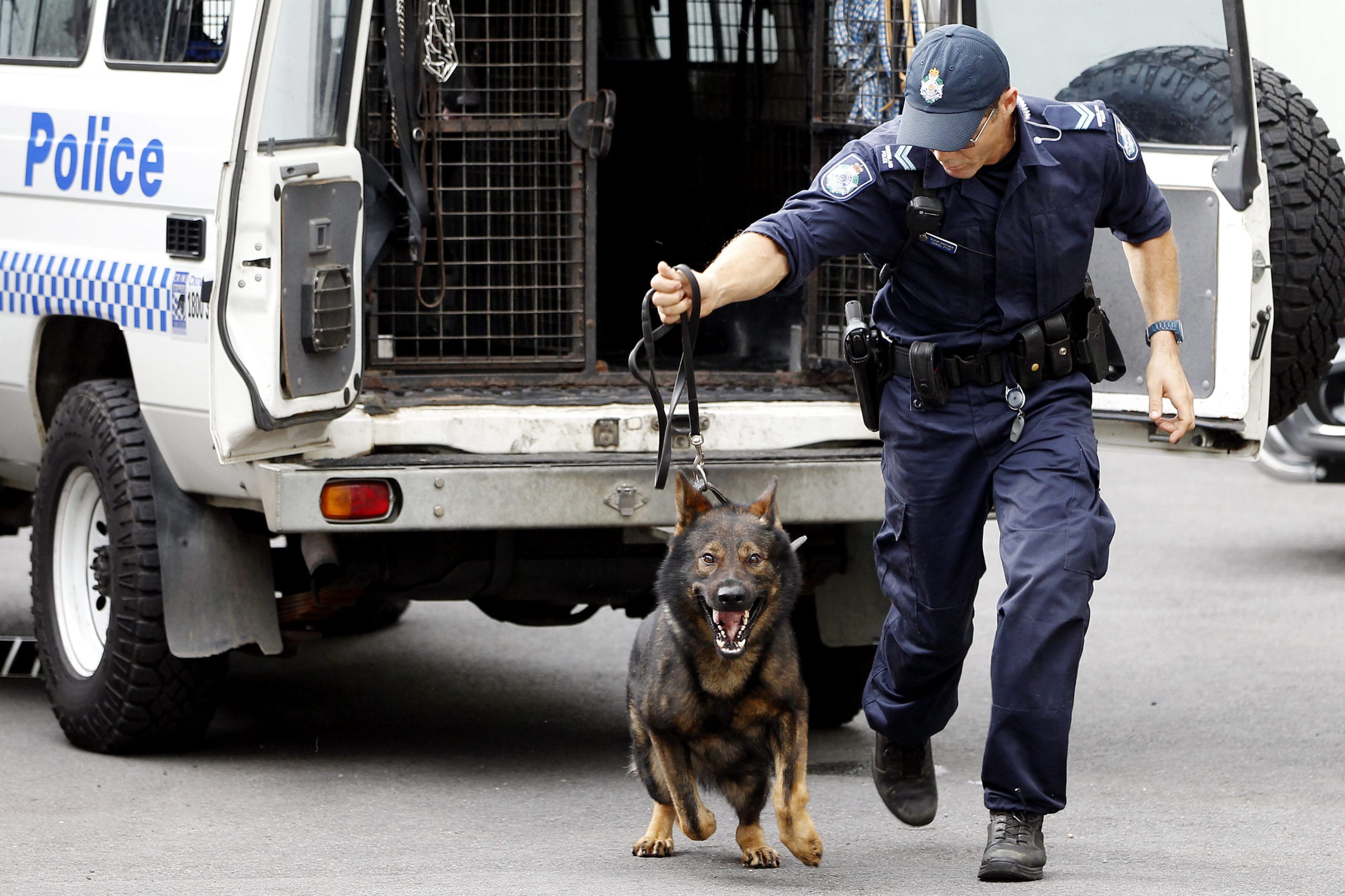 K-9 Catches Motorcycle Thief in Riverside | CycleVin